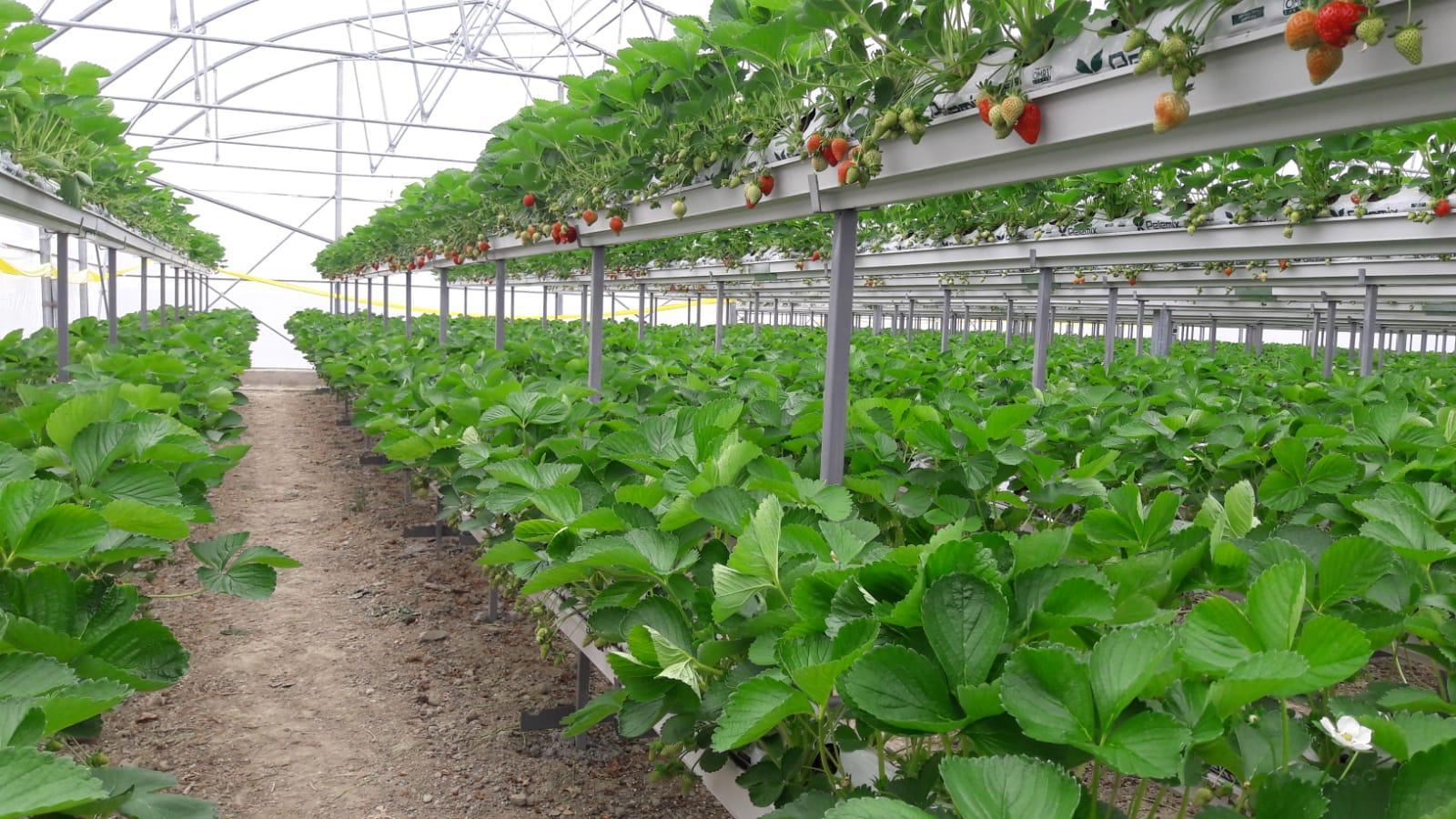 🌱Topraksız Tarım